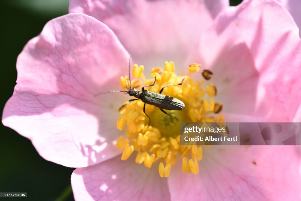 Wild Rose With A Beetle