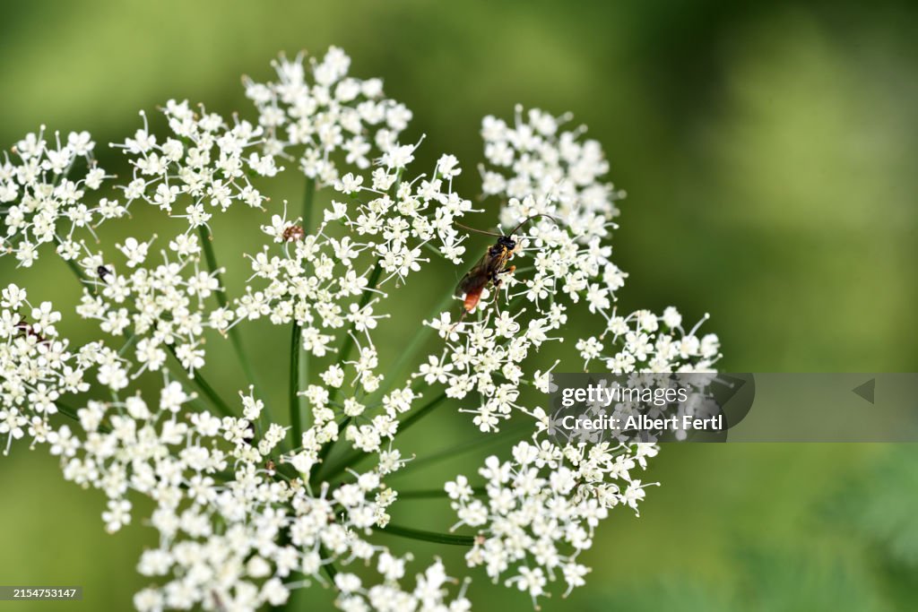 Blossoms Of Aegopodium podagraria