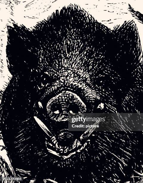 wild boar head (xxxl) - pig nose stock illustrations