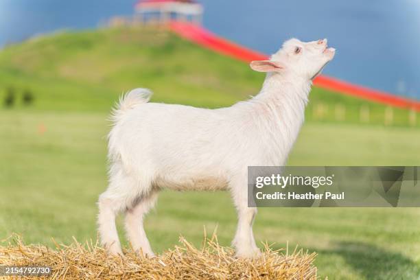 a baby white nigerian dwarf goat on a bale of straw bleating or making a baby goat call - bleating stock pictures, royalty-free photos & images