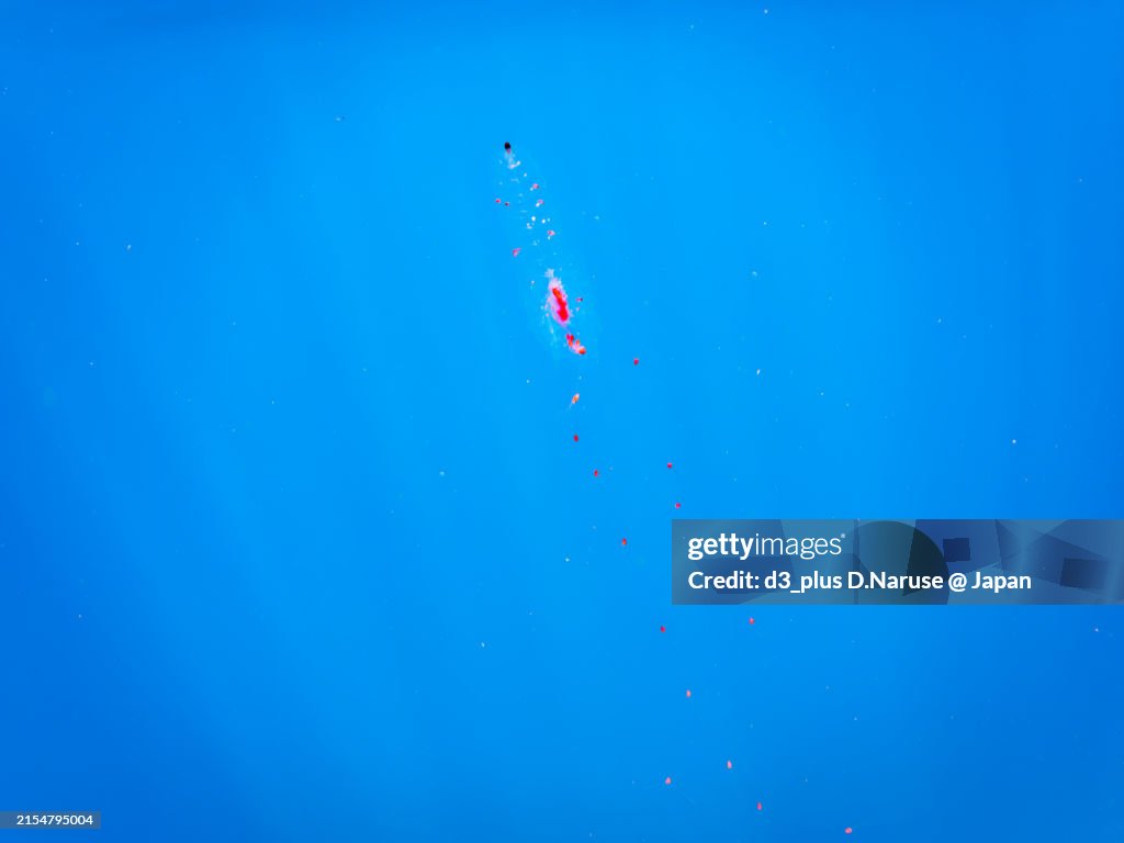The mysterious Agalma jelly (Agalma okenii, Jellyfish) drifts on the surface of the water.
Hirizohama beach, by ferry from Nakagi, Minami-Izu-cho, Izu Peninsula, Shizuoka Prefecture, Japan. - summer, 2022.