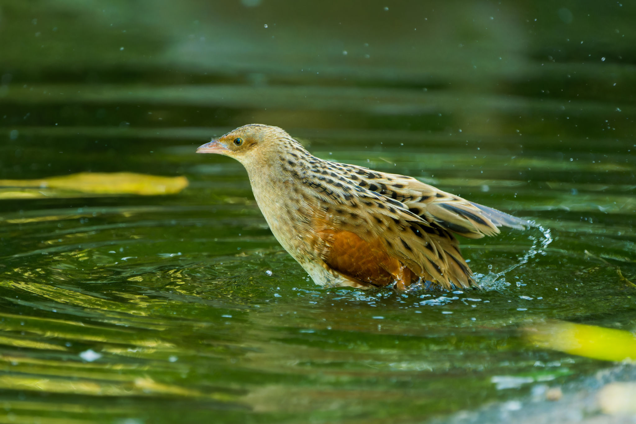 Graceful Wader: Corncrake in Shallow Water Graceful Wader: Corncrake in Shallow Water