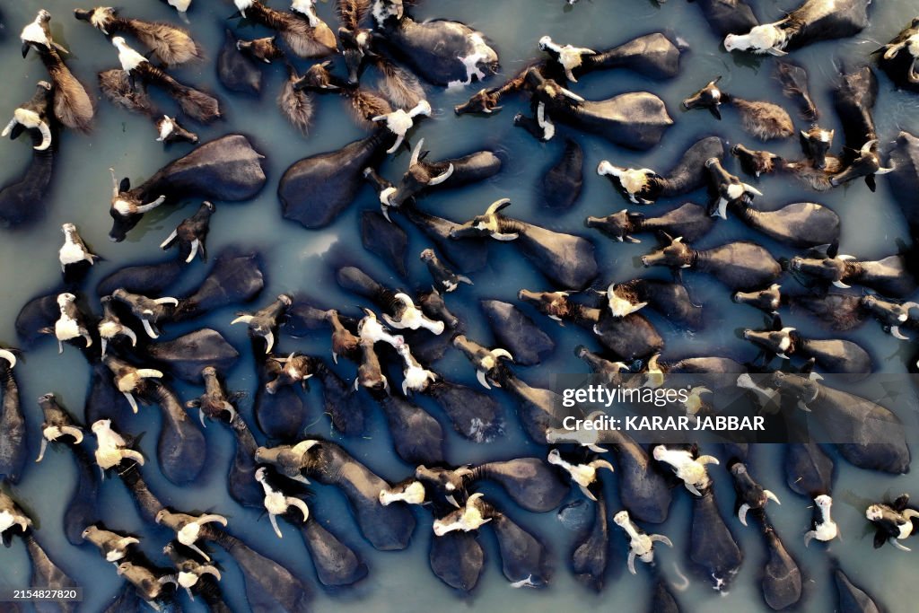 IRAQ-CLIMATE-BUFFALO