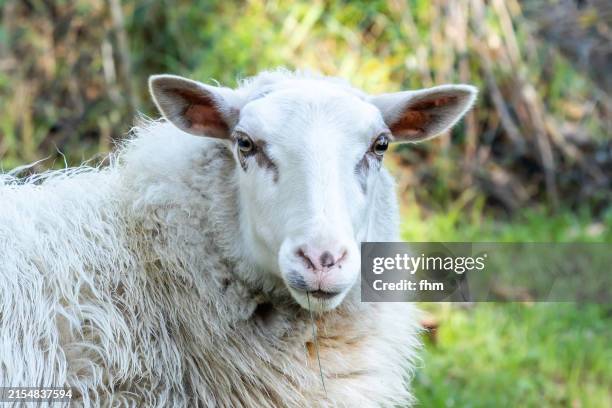 a sheep, looking to camera - sheep head stock pictures, royalty-free photos & images