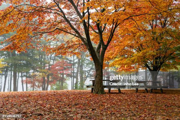 autumn scenery - setembro imagens e fotografias de stock
