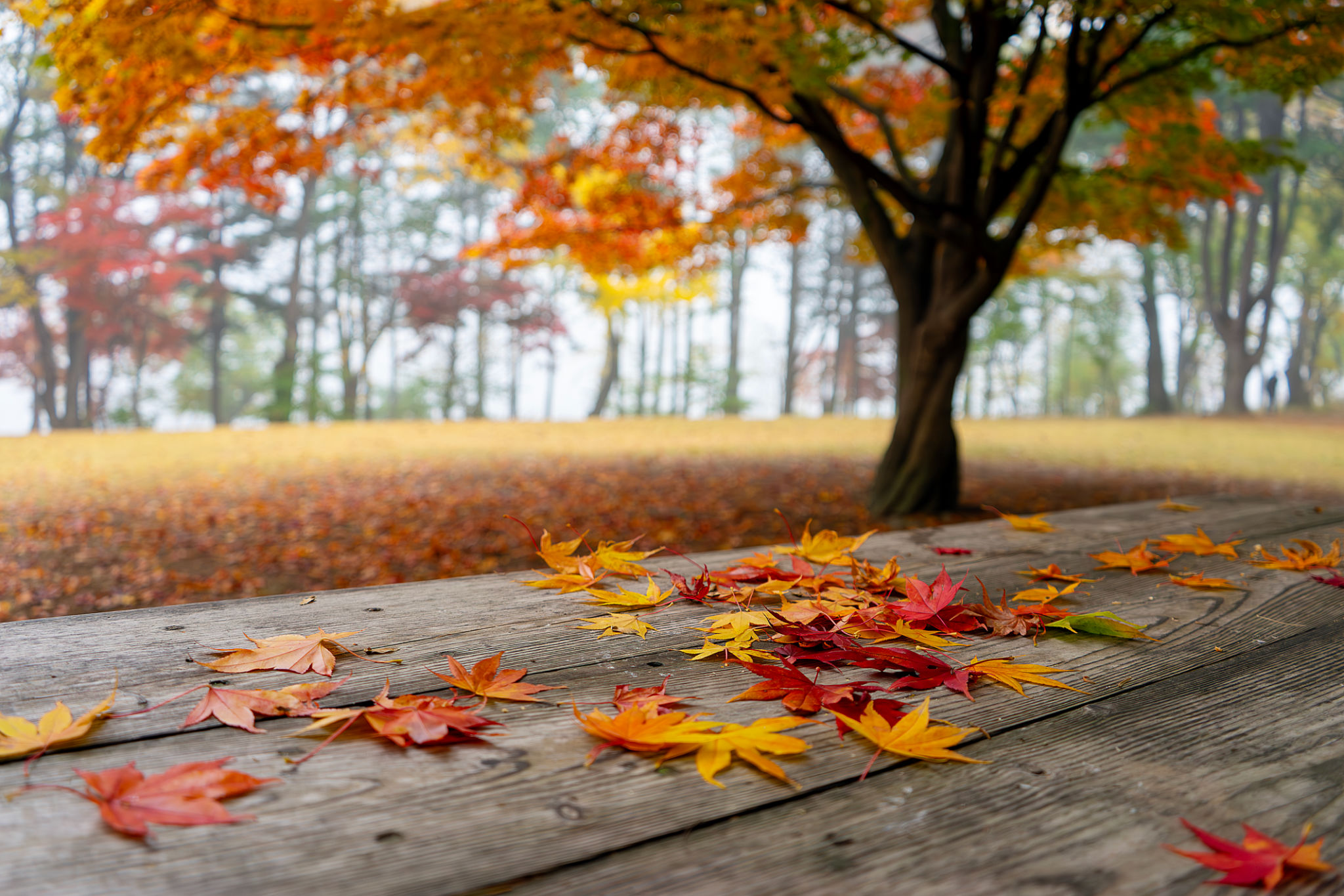 autumn leaves