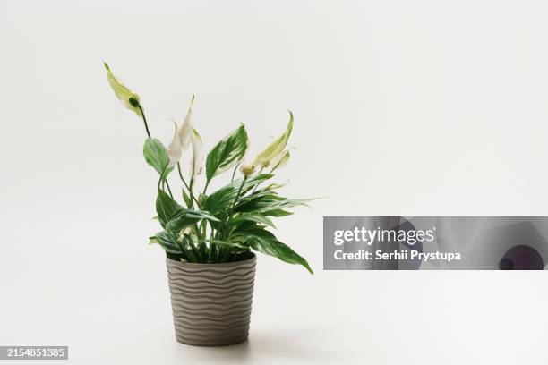 spathiphyllum - peace lily stock pictures, royalty-free photos & images