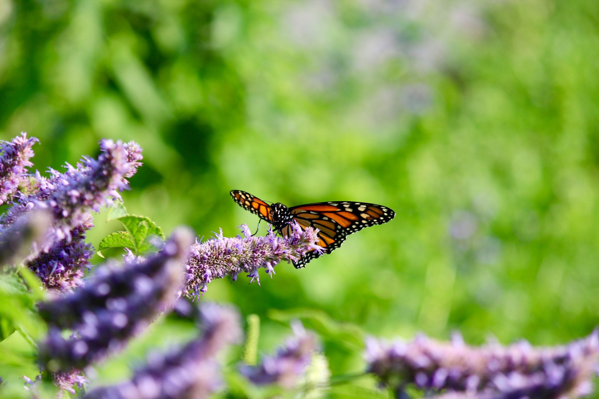 Monarch butterfly Monarch butterfly