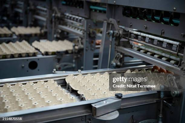 using recycle material on egg packing process to increase egg production sustainability for modern egg supply chains. empty egg carton loading on the conveyor belt for automatic packing process in the production line. - poultry processing stock pictures, royalty-free photos & images
