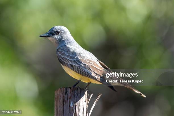 cassin's kingbird perched on tree, arizona - flycatcher stock pictures, royalty-free photos & images