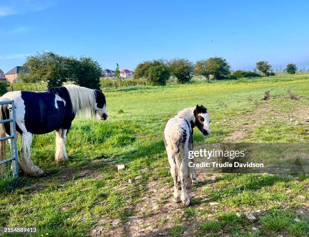 gypsy vanner mare and foal - skewbald horse stock pictures, royalty-free photos & images