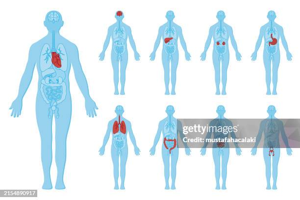 stockillustraties, clipart, cartoons en iconen met human body anatomy and internal organs - anatomie