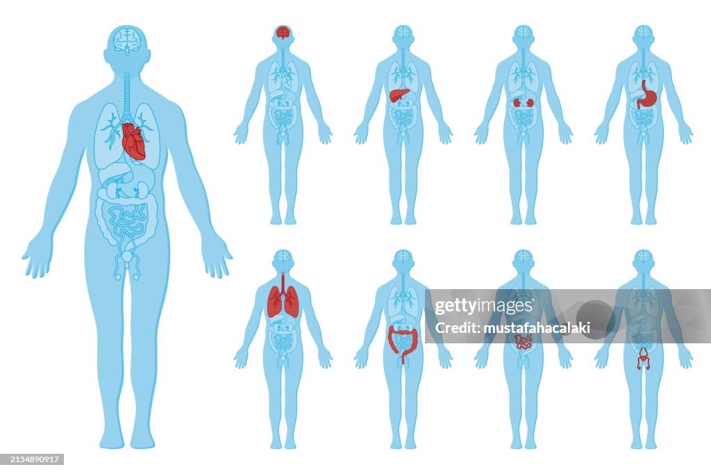 Anatomia do corpo humano e órgãos internos