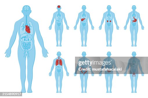 Human body anatomy and internal organs Human body anatomy and internal organs