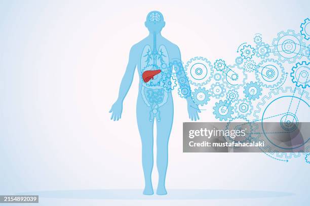 liver health and human anatomy with turning gears - internal organ stock illustrations
