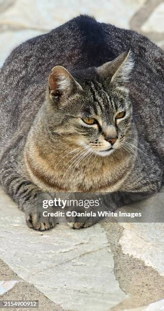 487 Fat Tabby Cats Stock Photos High Res Pictures And Images Getty 487-fat-tabby-cats-stock-photos-high-res-pictures-and-images-getty