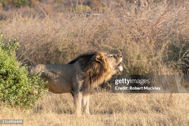 male lion roaring - roaring stock pictures, royalty-free photos & images