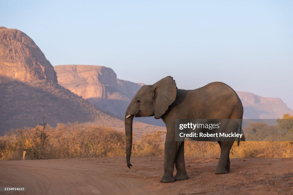 Elephants at Sunrise