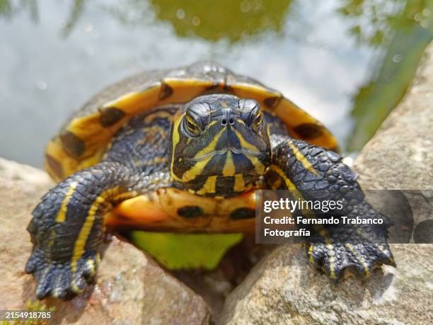 turtle in pond - pet turtle stock pictures, royalty-free photos & images