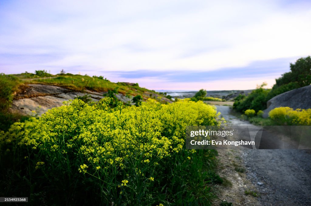 Hill Mustard is decorating the sides of the path