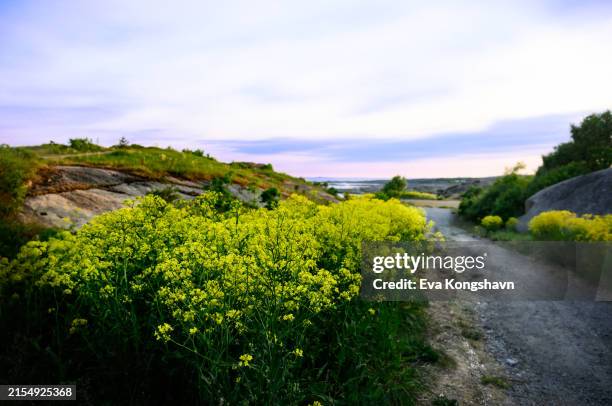 hill mustard is decorating the sides of the path - pedestrian walkway stock pictures, royalty-free photos & images