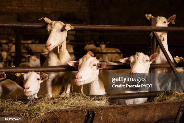 goats in their sheepfold - goat stock pictures, royalty-free photos & images