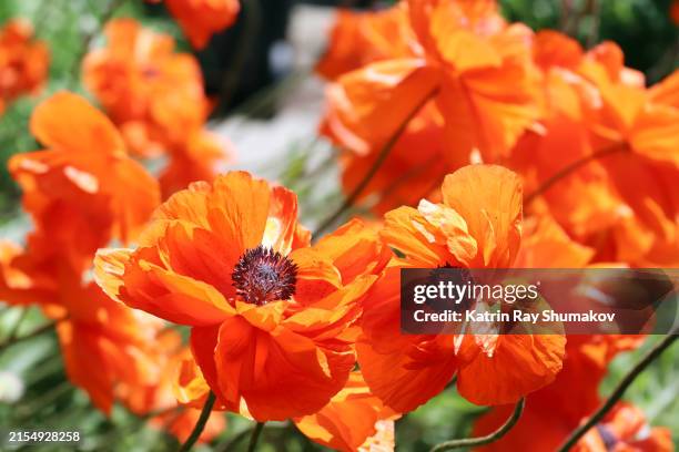 delightful poppies - coquelicot photos et images de collection