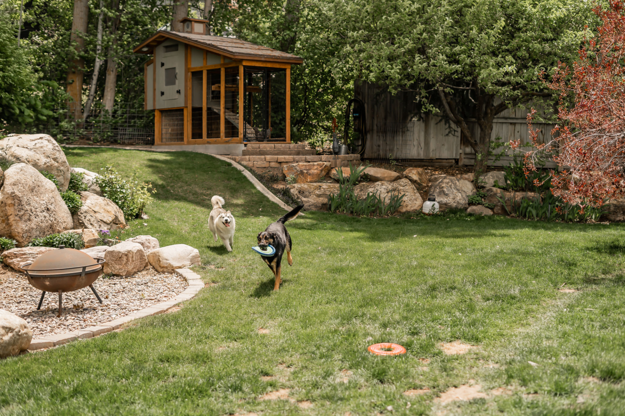 Two Adorable Dogs Playing Chase With Toy Backyard Two Adorable Dogs Playing Chase With Toy Backyard
