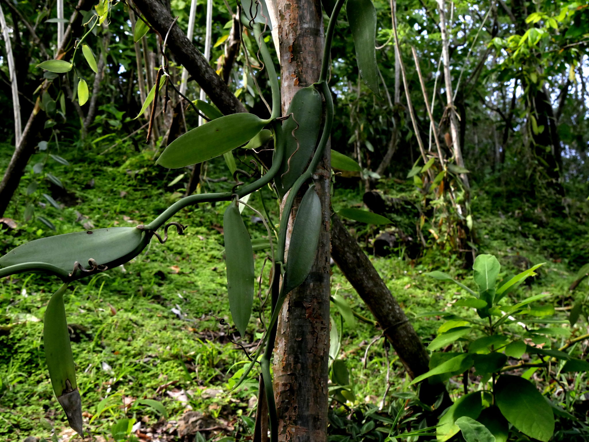 vanilla agriculture