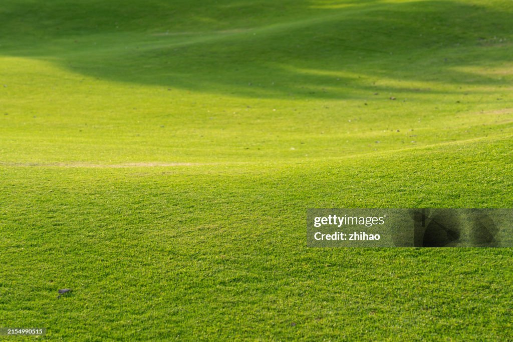 Bright undulating meadows