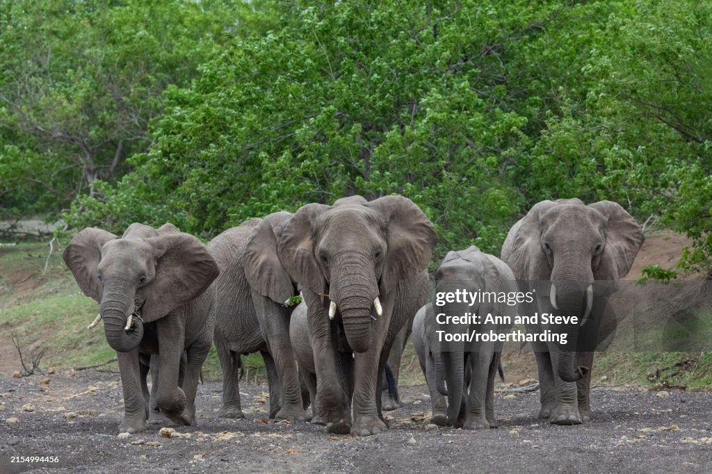 Elephants (Loxodonta africana), Mashatu game reserve, Botswana