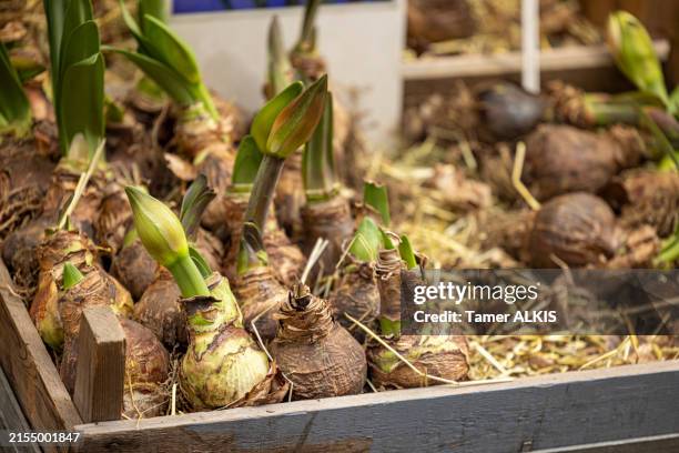 plantez des amaryllis sur la caisse en bois - plante à bulbe photos et images de collection