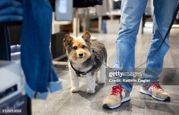 man and his dog at fashion store, low section - leash stock pictures, royalty-free photos & images