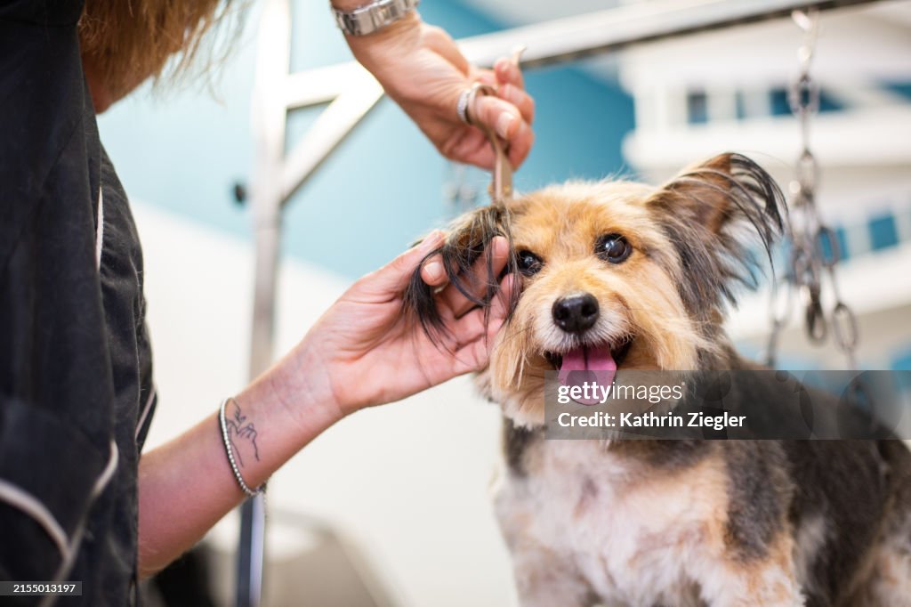 Fluffy little dog getting a haircut at pet groomer