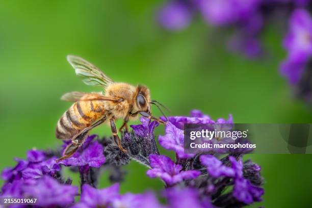 abeja melífera, (apis mellifera), abeille ouvriere, apidae. - polinización fotografías e imágenes de stock
