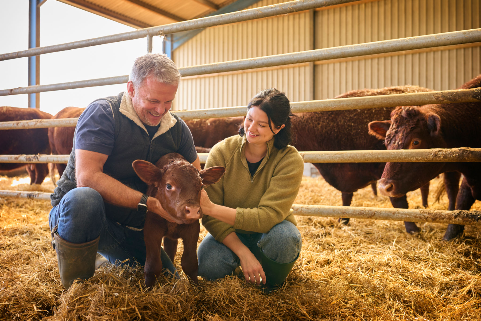 farmer with calves