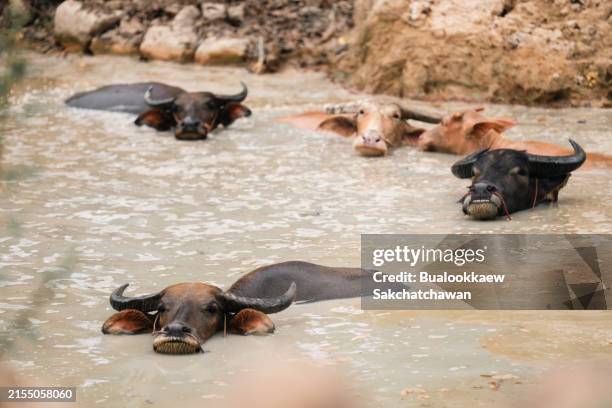 bufalo d'acqua (bubalus bubalis), primo piano nella fattoria degli animali - bufalo indiano foto e immagini stock