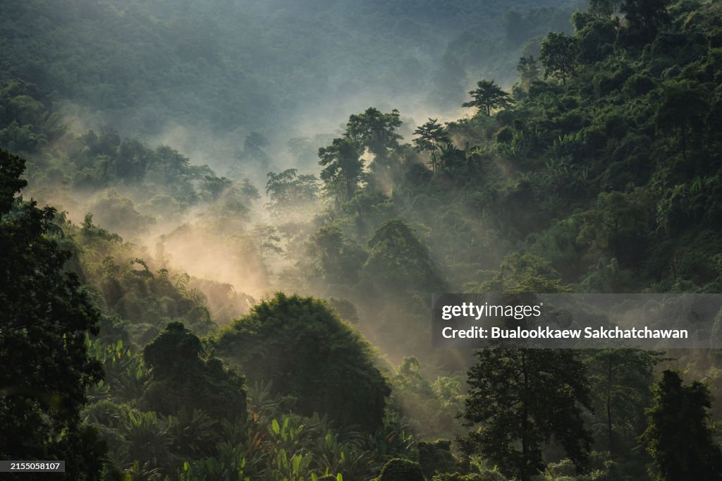 Forest with sunbeams and mist, nature landscape scene of eco and earth day