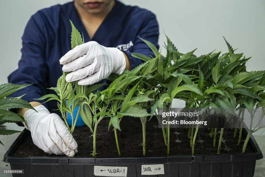Pms Farm A workers transplants cuttings taken from mother marijuana plants ...