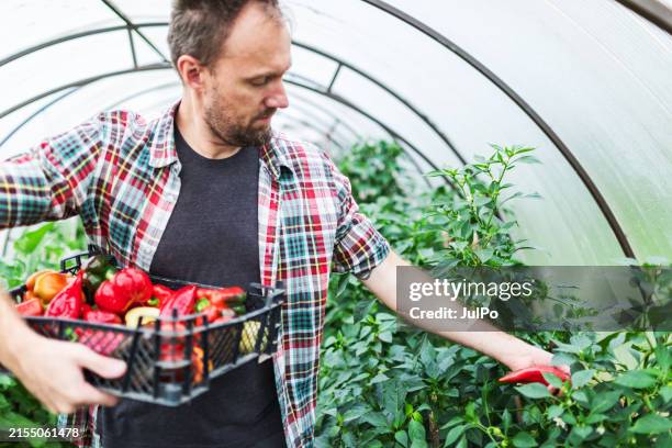 mid adult man picking red bell pepper in greenhouse - red bell pepper stock pictures, royalty-free photos & images