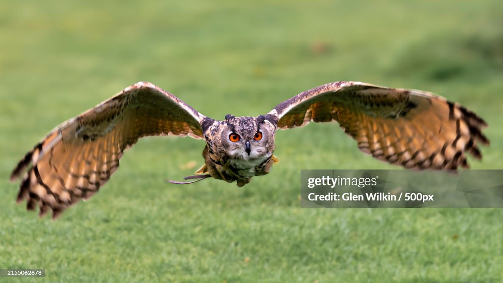 Close-up of eagle flying over field