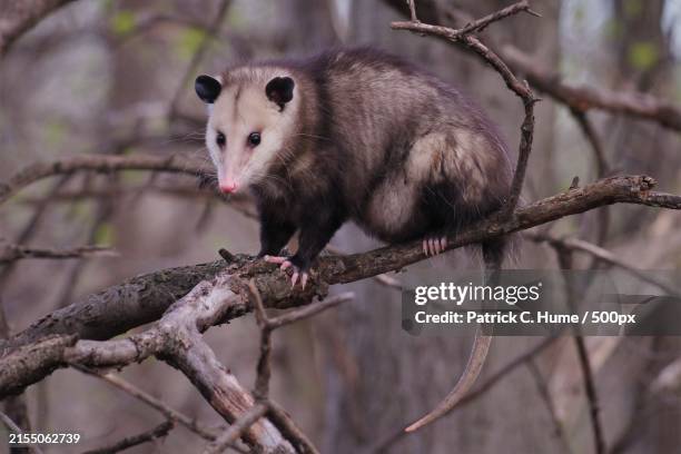 close-up of rodent on branch,coon rapids,minnesota,united states,usa - opossum stock pictures, royalty-free photos & images