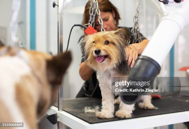 two dogs at the pet groomer - pet grooming salon stock pictures, royalty-free photos & images