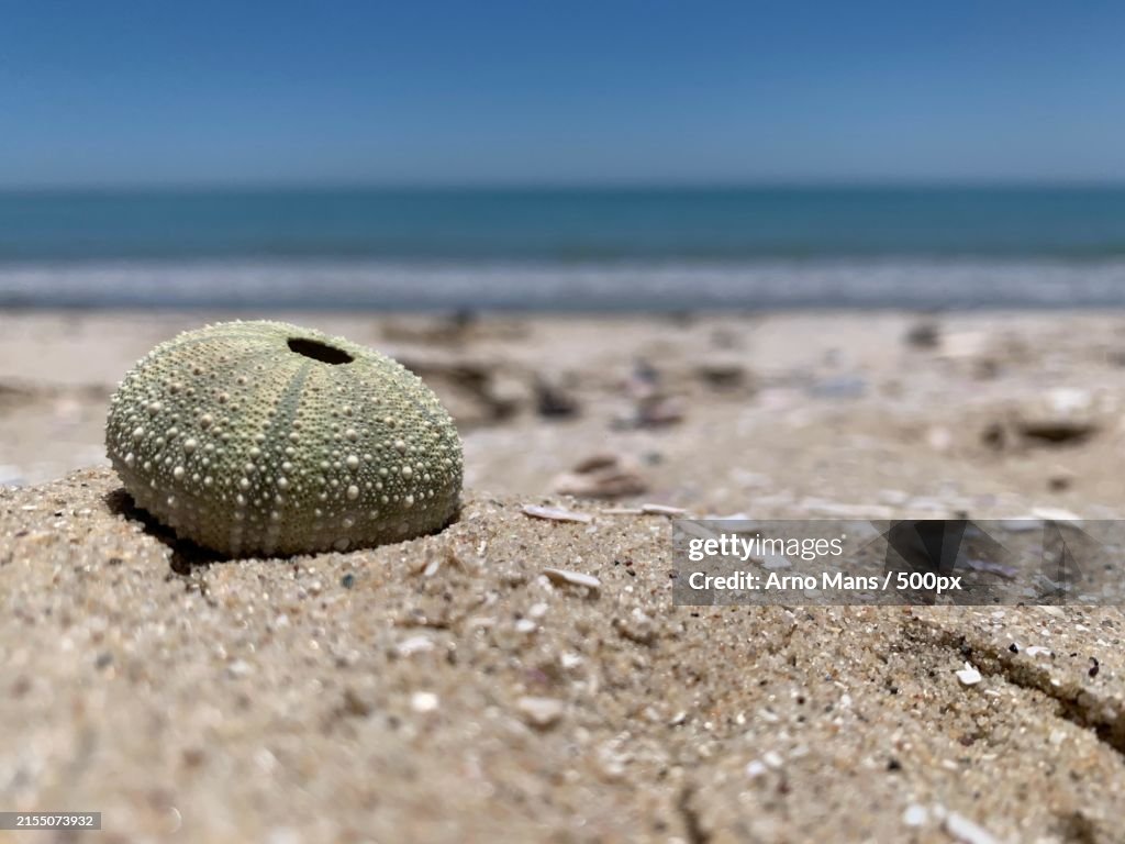 Close-up of seashell on beach