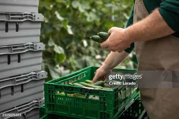 cucumber farm greenhouse small business manager - cucumber stock pictures, royalty-free photos & images