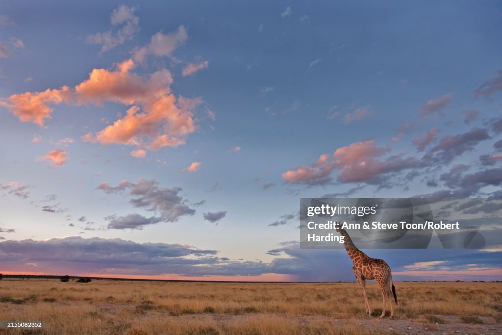 Giraffe (Giraffa camelopardalis), at dusk, Etosha National Park, Namibia, Africa