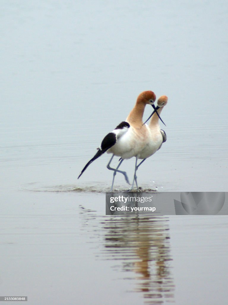Love Birds - Avocets, Santa Clara River