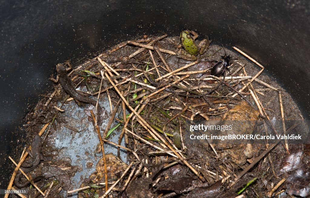 Common toads (Bufo Bufo), green frog (Pelophylax), also water frog, rain beetle (Carabus violaceus), also purple or violet-edged ground beetle, Common newt (Lissotriton vulgaris) (Syn. Triturus vulgaris) and Palmate newt (Lissotriton helveticus) (Syn