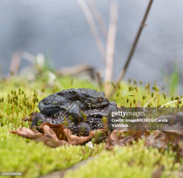 Amplexus 139 Amplexus Stock Photos, High-Res Pictures, and Images - Getty Images