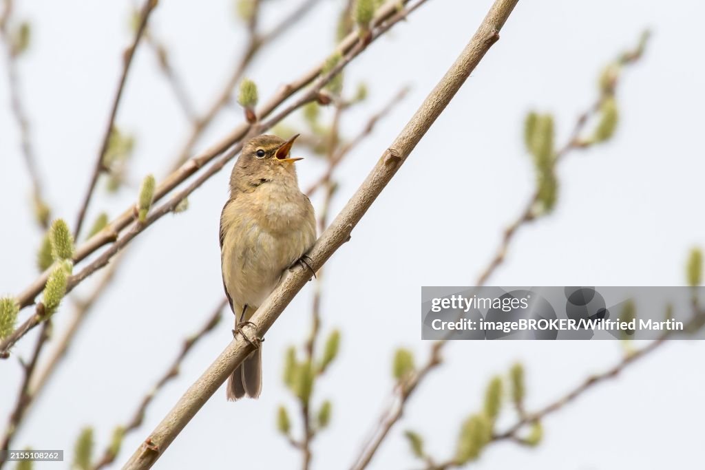 A common chiffchaff (Phylloscopus collybita) singing on a willow branch with buds, Hesse, Germany, Europe